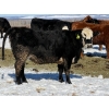 Image 5 : Cunningham Cattle Co. - 9 BBF Angus X Bred Heifers (Sundre, AB)