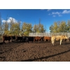 Image 8 : Chris Bartel - 975# Nov/Dec Delivery Heifers - 65 Head (Fort Vermilion, AB)