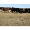 Image 11 : Vee Tee Feeders - 930# May Delivery Steers - 260 Head (Lloydminster, SK)