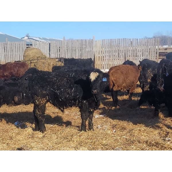 Darren MacMillan - 670# March Delivery Steers - 150 Head (Marquette, MB)