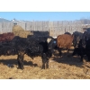Image 1 : Darren MacMillan - 670# March Delivery Steers - 150 Head (Marquette, MB)