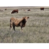 Image 4 : Johnston Ranches - 615# October Delivery Heifer Calves - 75 Head (Hanna, AB)