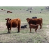 Image 4 : Lamb Cattle Company - 500# October Delivery Heifer Calves - 230 Head (Hanley, SK)