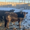 Image 3 : Hawk Ranching - 875# February Weaned Steers - 72 Head (Nanton, AB)