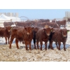 Image 4 : Breault Ranching Ltd. - 685# April Delivery Steers - 240 Head (Ste. Rose, MB) VBP+