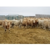 Image 3 : Vossepoel Cattle Co. - 680# December Delivery Weaned Steers - 250 Head (Tilley, AB)