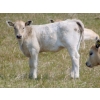 Image 8 : GW Murray Ranches - 480# October Delivery Heifer Calves - 115 Head (Tompkins, SK)