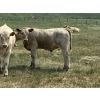 Image 7 : MacMillan Farming Co. - 545# July Delivery Steer Calves - 210 Head (Cayley, AB) VBP+