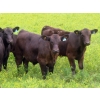 Image 5 : Spring View Ranch Ltd. - 610# November Delivery Steer Calves - 80 Head (Beaubier, SK)