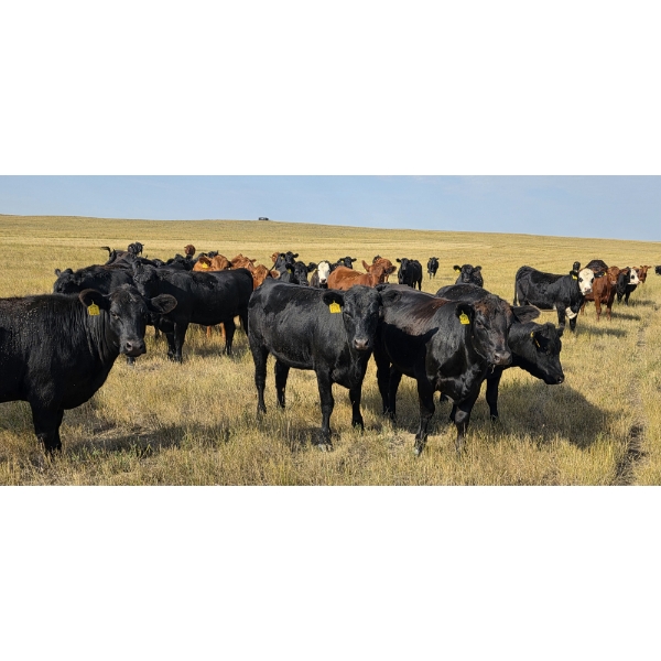 Twin Bridges Ranch - 865# September Delivery Grass Heifers - 153 Head (Maple Creek, SK)