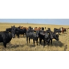 Image 1 : Twin Bridges Ranch - 865# September Delivery Grass Heifers - 153 Head (Maple Creek, SK)