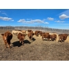Image 3 : Hecker Farms Ltd. - 685# March Delivery Heifers - 63 Head (Piapot, SK)