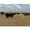 Image 1 : Gerry & Sandy Hansma - 890# September Grass Heifers - 156 Head (Granum, AB)