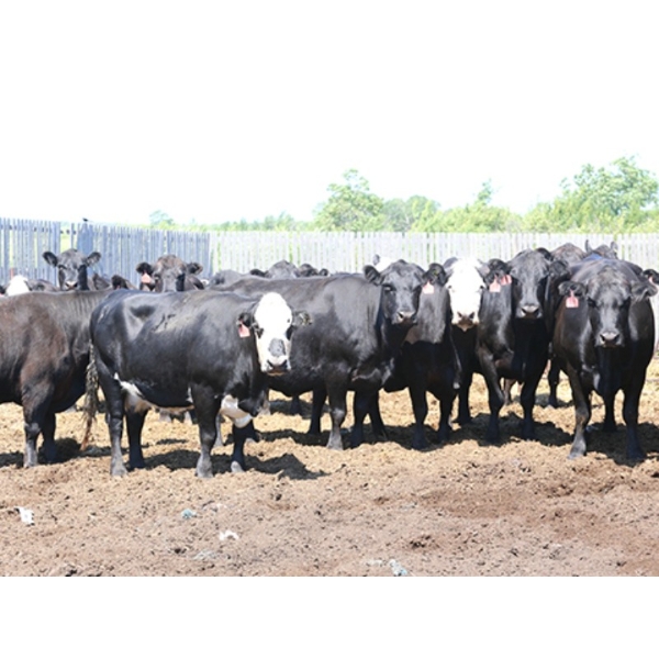 Box Ranch - 1450# Angus X Cows - 42 Head (Whitewood, SK) 