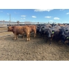 Image 3 : Chipping Hill Cattle Co. - 785# August Delivery Steers - 77 Head (MacGregor, MB)