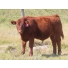 Image 8 : Thackeray Land & Cattle Inc. - 680# November Delivery Steer Calves - 90 Head (Goodwater, SK)