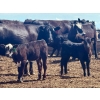 Image 2 : Schunicht Farms - 800# Dec/Jan Delivery Weaned Steers - 70 Head (Strathmore, AB)