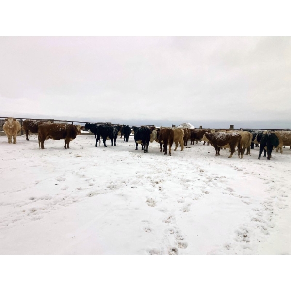 Merrick Campbell Herd Dispersal - 32 Mature Bred Cows (Calahoo, AB) VBP+
