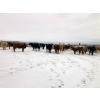 Image 1 : Merrick Campbell Herd Dispersal - 32 Mature Bred Cows (Calahoo, AB) VBP+
