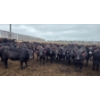 Image 3 : Amber Mountain Farms - 670# July Delivery Heifers - 73 Head (Vauxhall, AB)