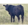 Image 3 : Hobman Livestock - 570# October Steer Calves - 103 Head (Nokomis, SK)