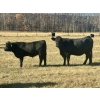 Image 14 : Baintree Angus - 625# November Delivery Steer Calves - 70 Head (Sundre, AB)