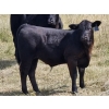 Image 3 : Jay & Laura Biggs - 650# Steer Calves - 60 Head (Elnora, AB)