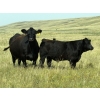Image 5 : Andrew Cattle Co. - 700# October Delivery Steer Calves - 85 Head (Regina, SK)