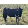 Image 7 : JR Cattle Company Ltd. - 26 Black Angus X April/May Calving Bred Heifers (Fort Macleod, AB)