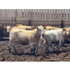 Image 6 : Brandt Boys Inc. - 1000# June Delivery Heifers - 125 Head (Tolstoi, MB)