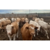 Image 5 : Cattlewood Farms Ltd. - 735# June Delivery Heifers - 57 Head (Fincastle, AB)