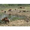 Image 4 : 7C Ranch - 580# October Delivery Steer Calves - 100 Head (Marwayne, AB)