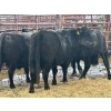 Image 2 : Crooked Creek Farms - 5 Mature Cows (Pen 519)