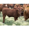 Image 8 : Ben Penner - 700# October Delivery Steer Calves - 50 Head (Purple Springs, AB)
