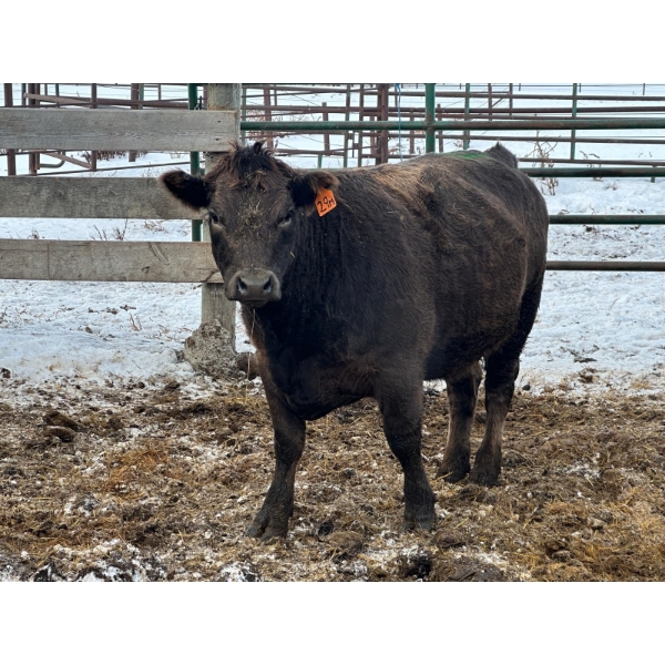 Cody Big Tobacco - 1 Heifer (Pen 502)