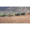 Image 3 : Ed Roberson - 970# July Delivery Heifers - 32 Head (Merritt, BC)
