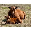 Image 7 : Meyer Cattle Inc. - 10 Red Angus X 4th Calf Pairs (Lethbridge, AB)