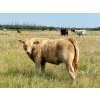 Image 6 : Kokay Farms Ltd. - 675# November Delivery Heifer Calves - 55 Head (Rosemary, AB)