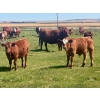 Image 9 : Mullen Land & Cattle Co. - 650# September Delivery Steer Calves - 95 Head (Peers, AB)