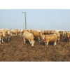 Image 2 : 007 Livestock Feeders - 980# June Delivery Steers - 120 Head (Elgin, MB)