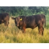 Image 3 : Brad, Kelly & Oliver Deschamps - 590# October Delivery Steer Calves - 100 Head (Patricia, AB)
