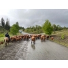Image 2 : Twin Diamond Ranch - 600# October Delivery Heifer Calves - 40 Head (Kamloops, BC)
