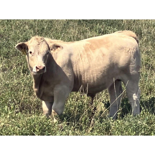 MacMillan Farming Co. - 700# September Delivery Steer Calves - 86 Head (Cayley, AB) VBP+