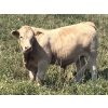 Image 2 : MacMillan Farming Co. - 630# September Delivery Steer Calves - 96 Head (Cayley, AB) VBP+
