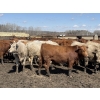 Image 4 : Jason & Kevin Szymanek - 860# May Delivery Steers - 60 Head (Stauffer, AB)