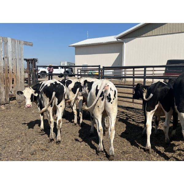 Eagle Creek Colony - 725# August Delivery Holstein Steers - 10 Head (Asquith, SK)