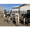 Image 1 : Eagle Creek Colony - 725# August Delivery Holstein Steers - 10 Head (Asquith, SK)