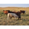 Image 3 : Bruce & Derek Christensen - 680# November Delivery Heifer Calves - 80 Head (Rainier, AB)