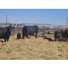 Image 3 : Hillside Farm - 1 Pair