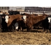 Image 2 : Ron Billings - 825# March Delivery Steers - 70 Head (Sundre, AB)